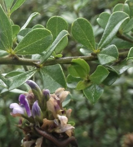 Otholobium bracteolatum leaves